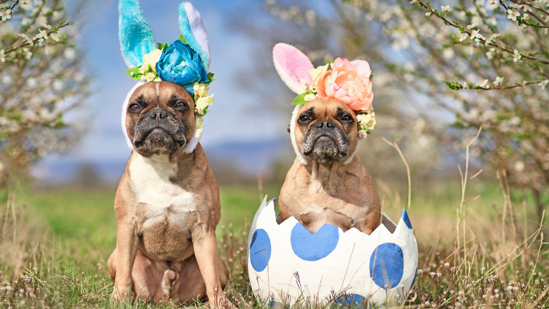 EVERYTHING YOU NEED TO KNOW ABOUT EASTER