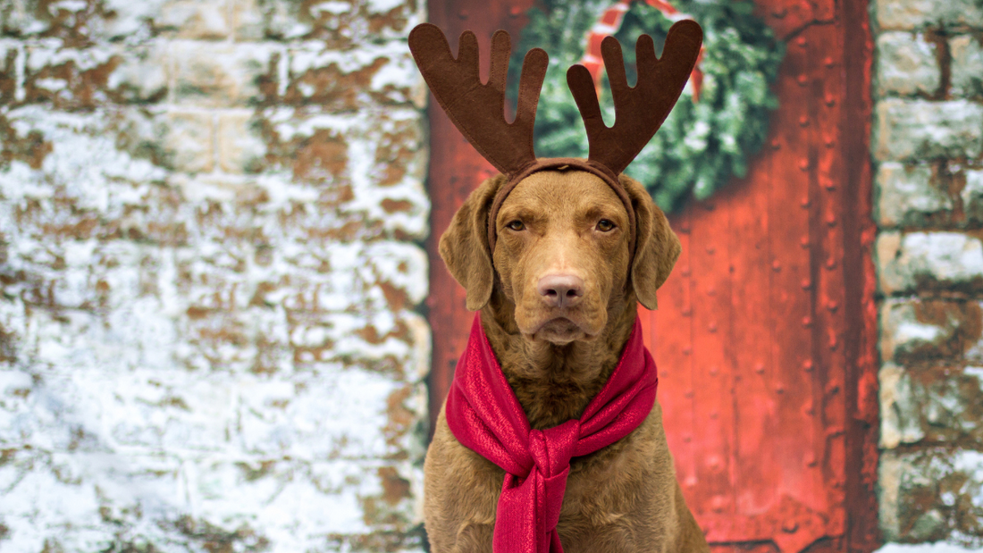 FIND OUT WHICH FESTIVE FOODS COULD POISON YOUR POOCH THIS CHRISTMAS